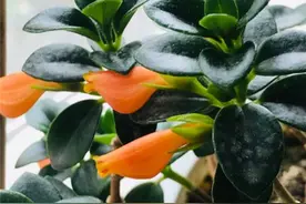 养金鱼吊兰，冬天注意3点，叶片肥厚，花苞咕嘟冒不停图片