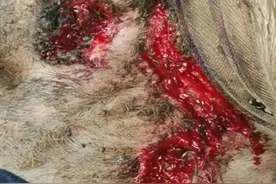 奶牛乳房破溃穿孔是水肿压迫血液循环引起的吗？图片