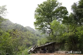 50岁大叔病魔缠身，留守秦岭大山种地养猪，天天巡山守护山林图片