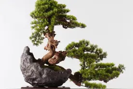 家中摆放迎客松盆景，会给人更多舒适感，迎客松盆景如何养殖呢？图片