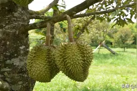 朱林：泰国榴莲没有携带新冠病毒图片