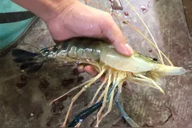 “超级虾”现身国内，最大能长1斤多！钓鱼发烧友远赴湄公河探钓图片