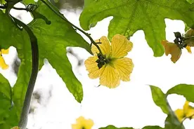 吃过南瓜花的，吃过丝瓜花的举举手图片