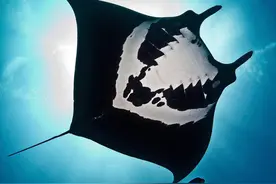 开海了，细说魔鬼鱼图片