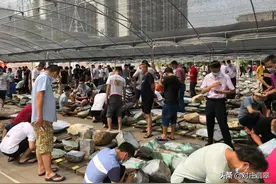 直击平洲翡翠玉石公盘！加码种水新料就可以缓解“料荒”吗？图片