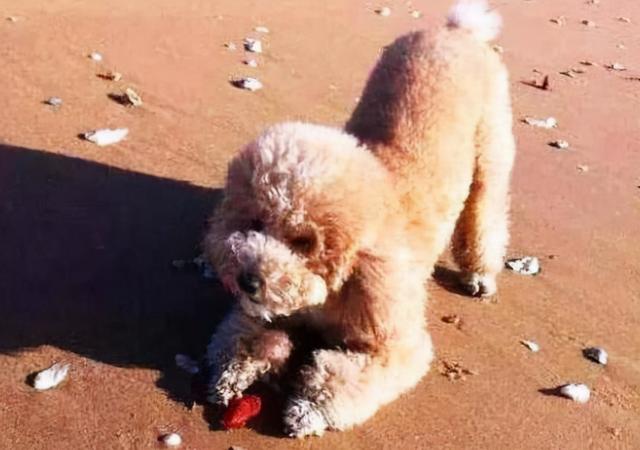 养狗这么多年，现在才知道泰迪犬这几个动作，背后的意思