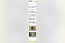 辣炒水生含羞草图片
