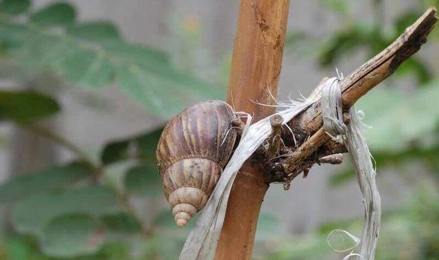 毒蜗牛图片 毒蜗牛图片大全大图_品学知识网