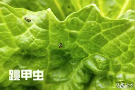 种植白菜，跳甲虫危害大，怎样防治？用什么农药效果好？图片