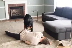 看见主人“晕倒”了，罗威纳犬急得不行，真暖心！视频封面