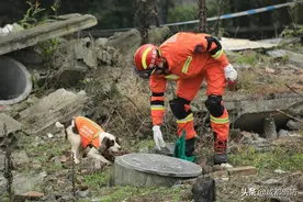 铲屎官们，快来看看你家的“毛孩子”能成为搜救犬吗？图片