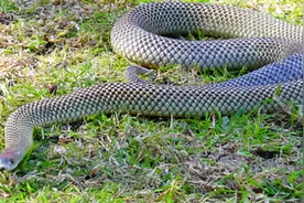 澳大利亚，蛇界“魔窟”，孕育出世界最毒蛇类的国度图片