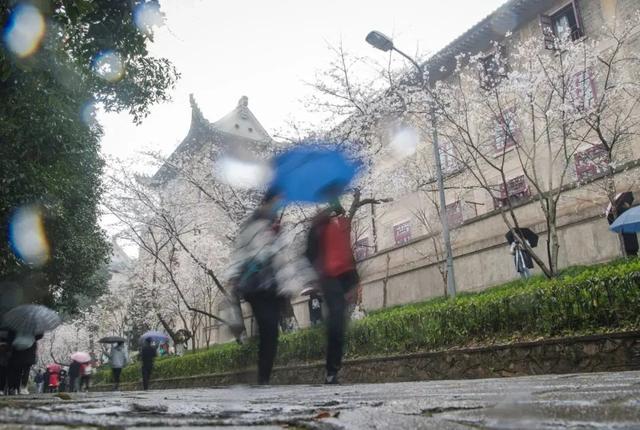 2020→2021，来看武大樱花这组对比照