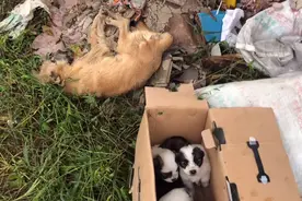 山东：垃圾堆里5只小狗因母亲遗体获救，狗妈妈：这是我最后的爱图片