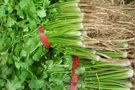 香菜根被誉为“发汗根”，经常用它泡水喝，身体会收到3种好处图片