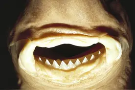 深海最凶狠动物：螺旋切割攻击，生吃虎鲸大白鲨，咬破美军潜艇图片