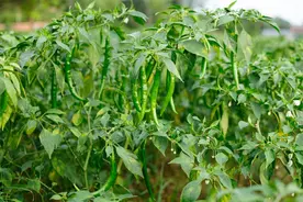 种植辣椒为什么还要喷醋？什么时候对辣椒喷醋能高产呢？视频封面