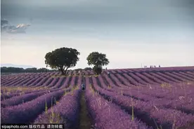 京城七月梦幻紫色花海，烟霞般醉人！图片
