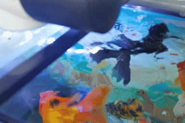 只管放心吃！照顾的事儿交给金鱼管家