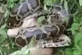 广州惊现一条巨蟒缠死一头牛，蟒蛇有多危险？造成的损失谁来赔？图片