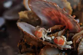 萌萌哒的豆蟹图片