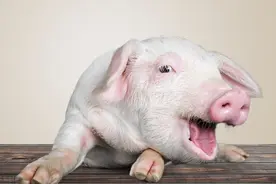 猪肺疫有什么症状？不同类型有差异图片