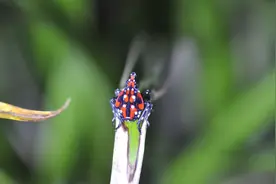 上海植物园“暗访夜精灵”夜间自然观察活动，探索生物多样性图片