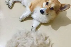 戈赞：柯基掉毛严重应该吃什么？图片