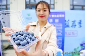 山东青岛：黄岛蓝莓季启动 鲜果直发北京新发地图片