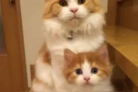 猫生娃全靠复制粘贴，猫：生了个自己，可爱嘛图片