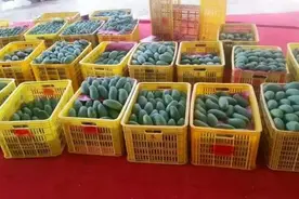 越南芒果即将恢复出口中国，海南芒果面临滞销图片