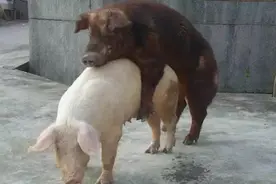 养猪经验总结:母猪发情异常，养猪户该怎么办？图片