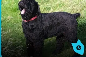 俄罗斯最著名的十大名犬图片