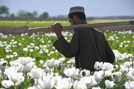 太阳能把阿富汗沙漠变成良田，但他们用来种植罂粟图片