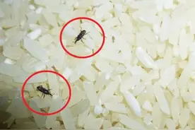中国储粮的“敌人”！密封包装的大米，为何会生虫？该如何防治？图片