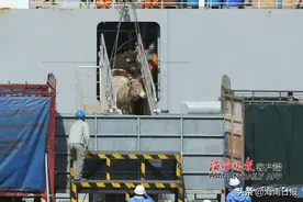 海南首批澳洲进口活牛抵港，明起居民可在市场上购买图片