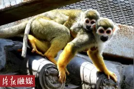 洛阳王城公园动物园新添一批“萌宝”图片