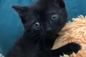 出生10天的小猫被遗弃，玩具熊是它唯一的朋友，去哪都要带着它图片