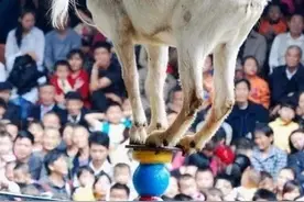 看了这些图，就知道我为什么抵制马戏团了图片