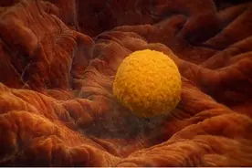 怀孕过了这月，腹中宝宝才算上个真正的“胎儿”，有了生命的意义图片