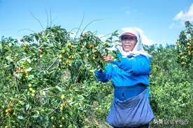 北票金丝王枣PK和田大枣，甜是共性，鲜、脆才是金丝王的荣耀图片