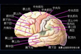 头颅（CT）解剖--精品图集图片