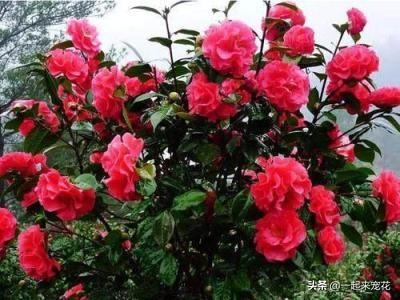 浇花别只用啤酒，掺上1种东西，四季油绿不黄叶，开花也多