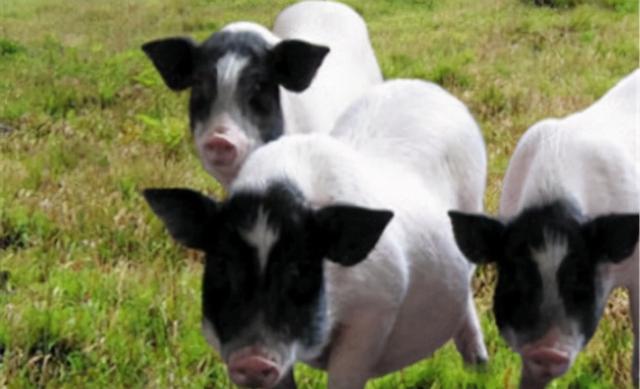 只有10%广东人才知道的粤北“云海天池红叶”，让人一眼沦陷