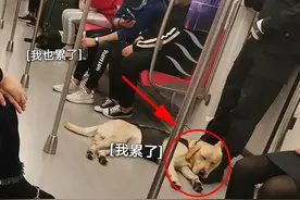 笑死！警犬上班摸鱼，被上司当场抓获图片