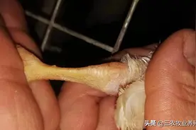 葡萄球菌，滑液囊支原体，症状看似一样，仔细观察，大不一样图片