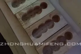 怎样处理邮寄蜂王图片