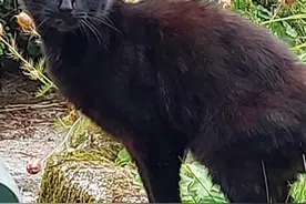 83岁老奶奶意外失踪，黑猫经常在田地里叫唤，最后破开了谜案图片
