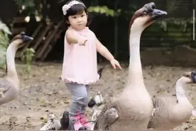 免门票，隐秘20年的“动物度假村”就要说再见图片