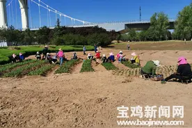 宝鸡渭河“花海”即将竣工开放，8万平方米高颜值打卡地要来了图片